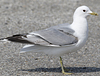 2cy Common Gull canus in July. (84131 bytes)