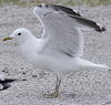 2cy Common Gull canus in July. (84131 bytes)