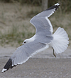 2cy Common Gull canus in July. (84131 bytes)