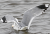 2cy Common Gull canus in July. (84131 bytes)