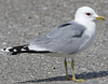2cy Common Gull canus in July. (84131 bytes)