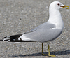 2cy Common Gull canus in July. (84131 bytes)