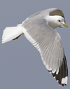 2cy Common Gull canus in July. (84131 bytes)
