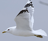 2cy Common Gull canus in July. (84131 bytes)