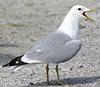 2cy Common Gull canus in July. (84131 bytes)