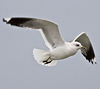 adult Common Gull (63404 bytes)