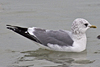 adult Common Gull (63404 bytes)