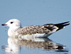 adult Common Gull (63404 bytes)