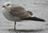 2cy Common Gull (77401 bytes)