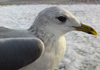 adult Common Gull - canus - in February. (41611 bytes)