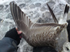 2cy Common Gull (77401 bytes)