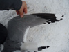 adult Common Gull - canus - in February. (41611 bytes)