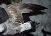 2cy Common Gull (77401 bytes)