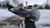 adult Common Gull - canus - in February. (41611 bytes)