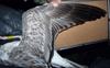 2cy Common Gull (77401 bytes)