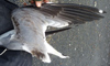 adult Common Gull (63404 bytes)