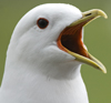 adult Common Gull (63404 bytes)