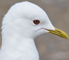 2cy Common Gull (77401 bytes)