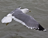 adult Common Gull (63404 bytes)