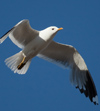 adult Common Gull (63404 bytes)