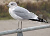adult Common Gull (63404 bytes)