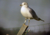 adult Common Gull (63404 bytes)