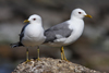 adult Common Gull (63404 bytes)
