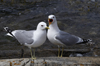 adult Common Gull (63404 bytes)