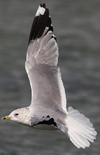 adult Common Gull (63404 bytes)