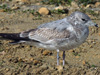 2cy Common Gull (77401 bytes)