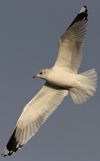 adult Common Gull (40233 bytes)