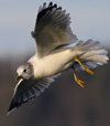 adult Common Gull (63404 bytes)