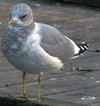 2cy Common Gull (77401 bytes)
