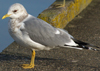 2cy Common Gull (77401 bytes)