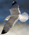 adult Common Gull (63404 bytes)