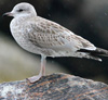 juvenile Common Gull (84344 bytes)