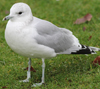 adult Common Gull (63404 bytes)