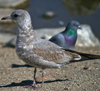 juvenile Common Gull (83532 bytes)