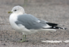 adult Common Gull (40233 bytes)