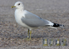 adult Common Gull (63404 bytes)
