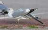 adult Common Gull (63404 bytes)