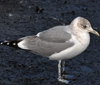 adult Common Gull (63404 bytes)