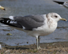 adult Common Gull (63404 bytes)