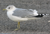 adult Common Gull (63404 bytes)