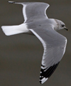 adult Common Gull (40233 bytes)