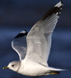 adult Common Gull (63404 bytes)