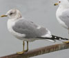 2cy Common Gull (77401 bytes)