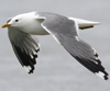 adult Common Gull (63404 bytes)