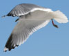 adult Common Gull (63404 bytes)