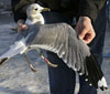 adult Common Gull (63404 bytes)